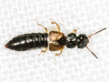 Oxytelus piceus